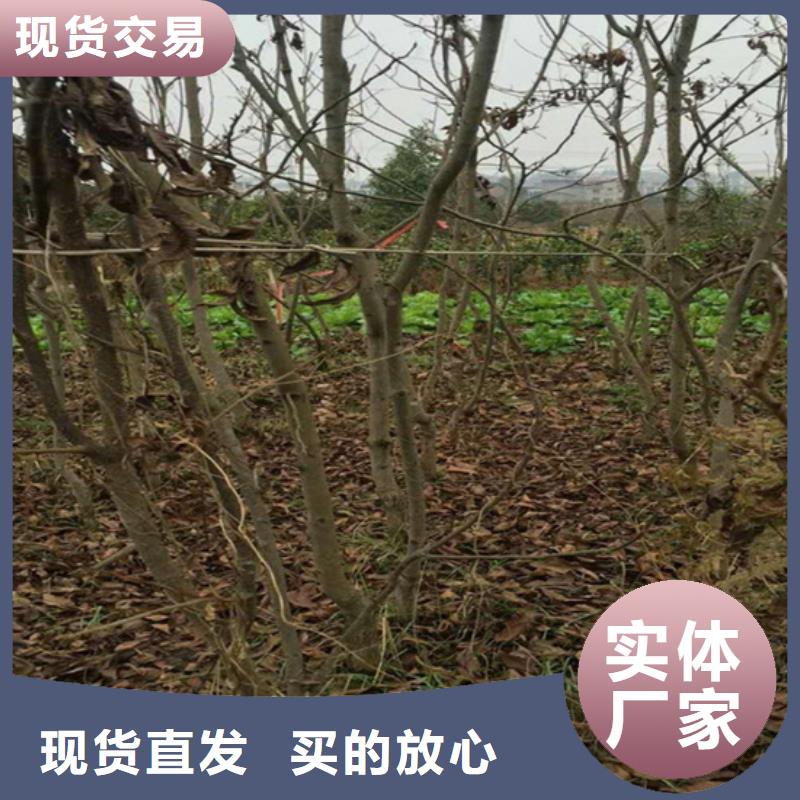 碧根果樱桃苗符合标准