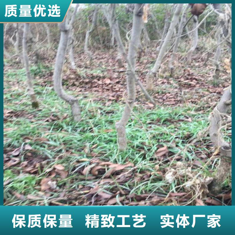 碧根果无花果苗价格实惠工厂直供