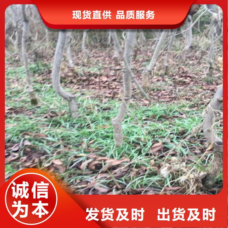 碧根果樱桃苗符合标准