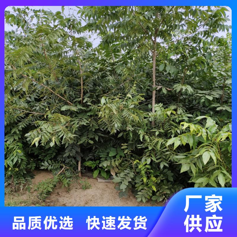 【碧根果】3公分软籽石榴苗一个起售