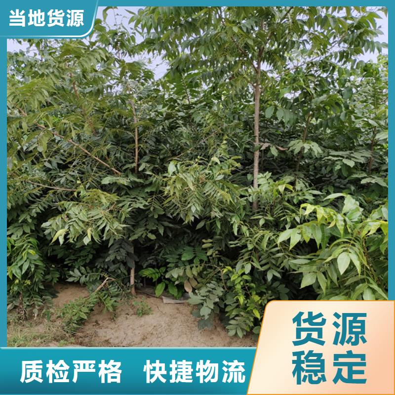 碧根果蓝莓苗型号全价格低