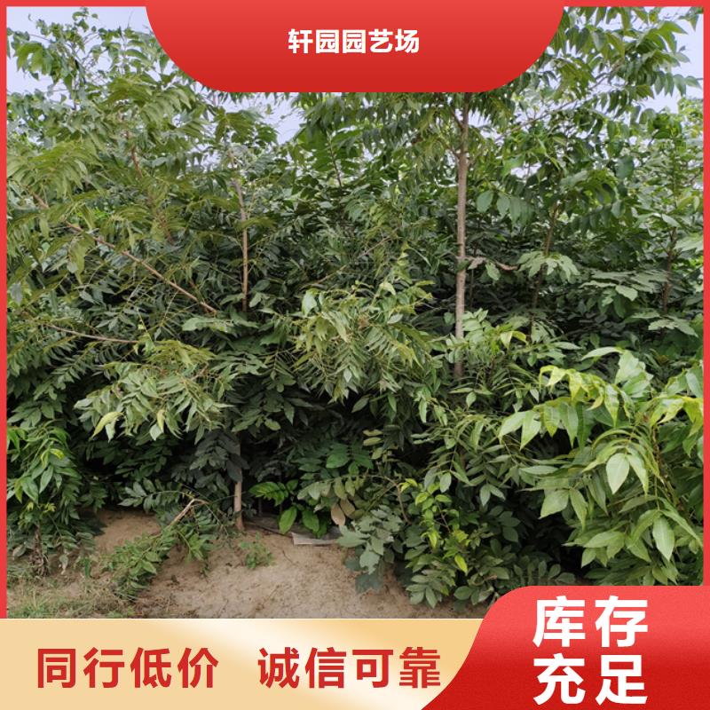 碧根果樱桃苗热销产品