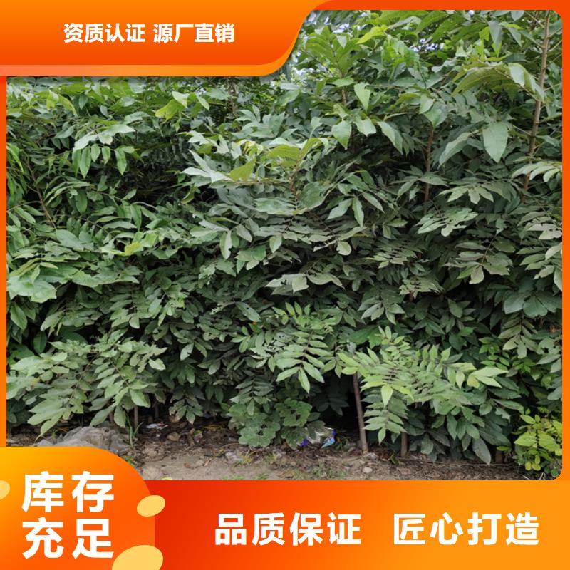 碧根果3公分软籽石榴苗匠心打造