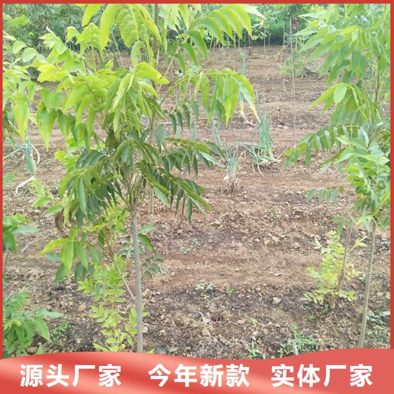 碧根果_【蓝莓苗】现货批发