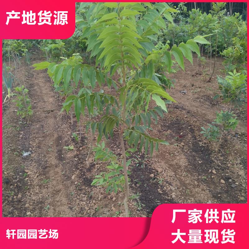 碧根果樱桃苗热销产品