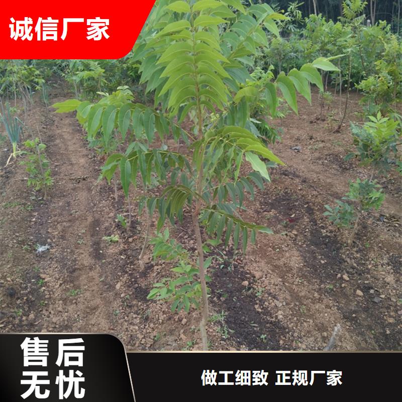 【碧根果桃树苗设备齐全支持定制】
