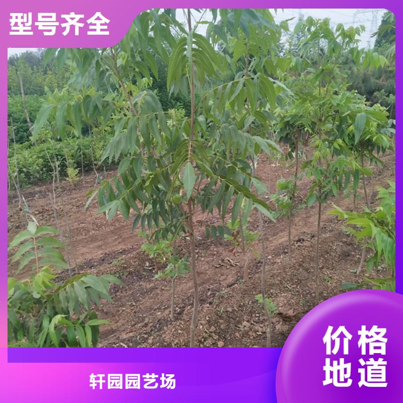 碧根果樱桃苗符合标准