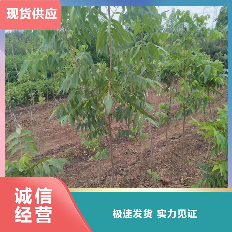 碧根果樱桃苗厂家直销售后完善