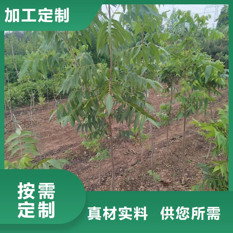 碧根果【猕猴桃苗】严选用料