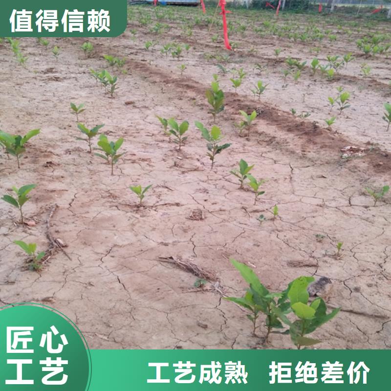 碧根果苹果苗随心所欲定制