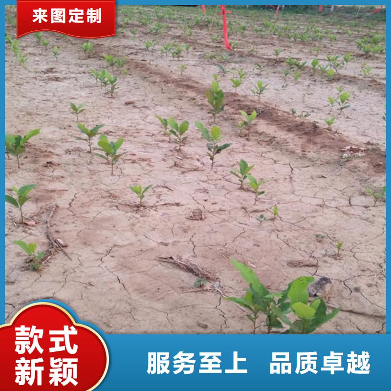 碧根果梨树苗诚信厂家
