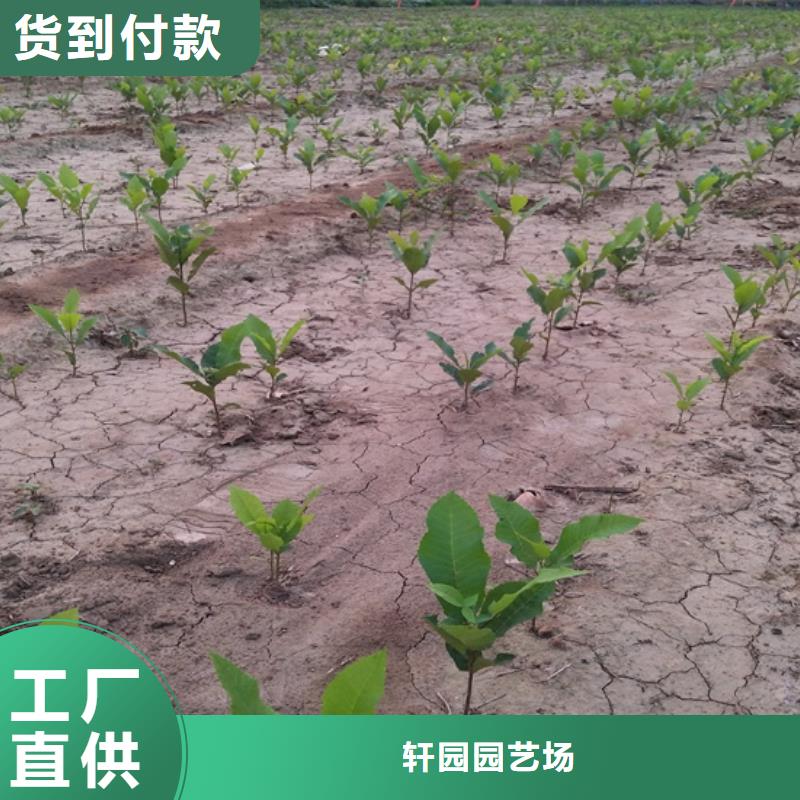 【碧根果】-西瓜苗N年生产经验