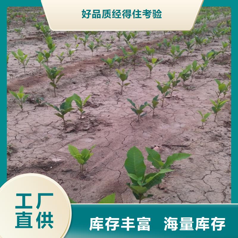 碧根果【樱桃苗】自产自销