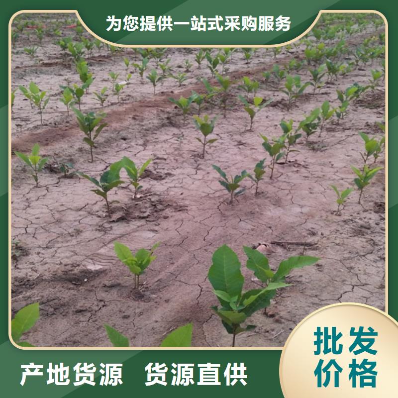 碧根果樱桃苗定制批发