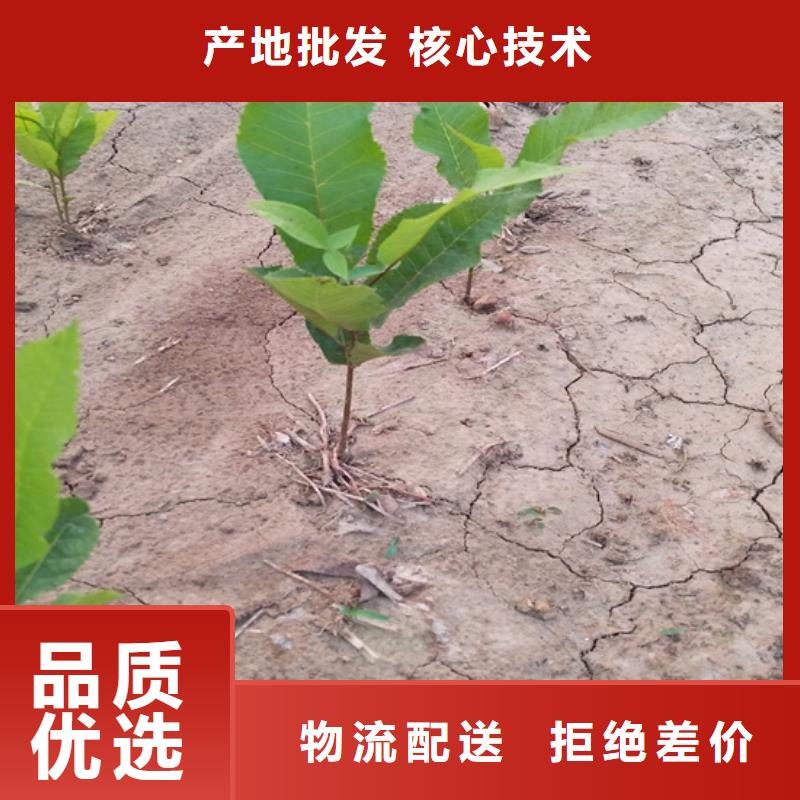 碧根果_杏树苗专业品质