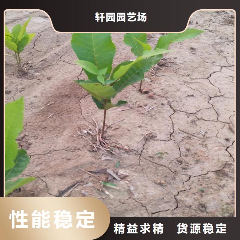 碧根果蓝莓苗型号全价格低