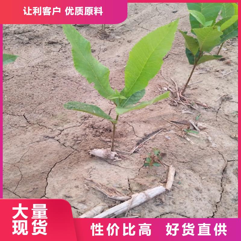 碧根果_西瓜番石榴苗自营品质有保障