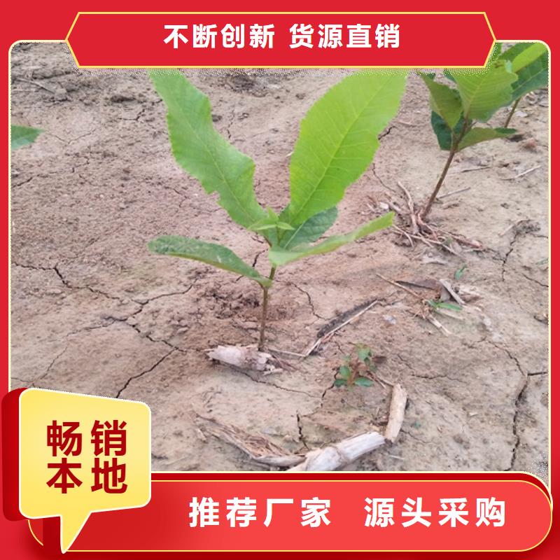 碧根果桃树苗专业信赖厂家