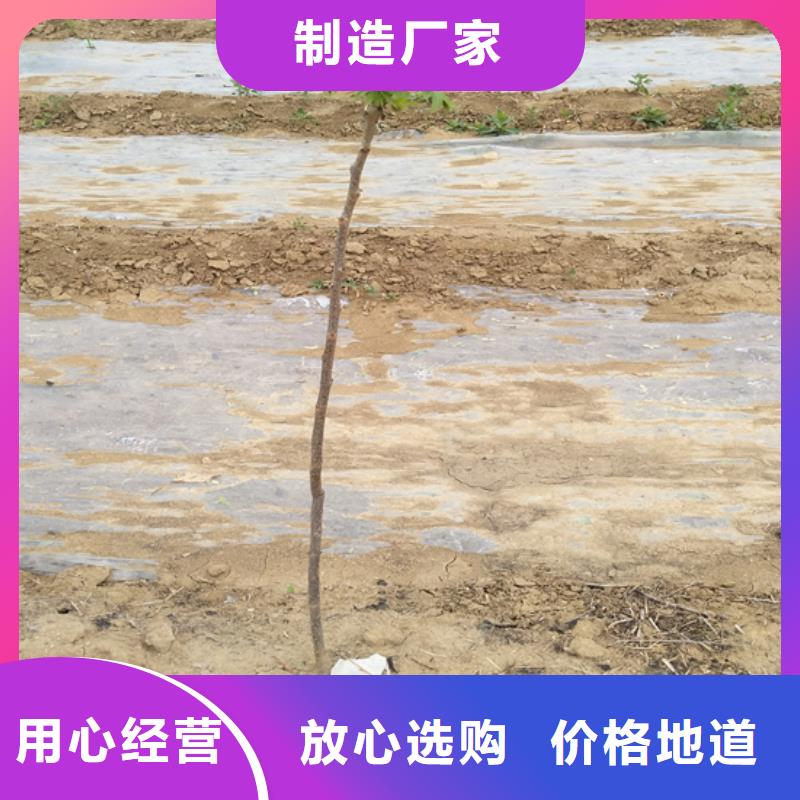 碧根果_西瓜番石榴苗自营品质有保障
