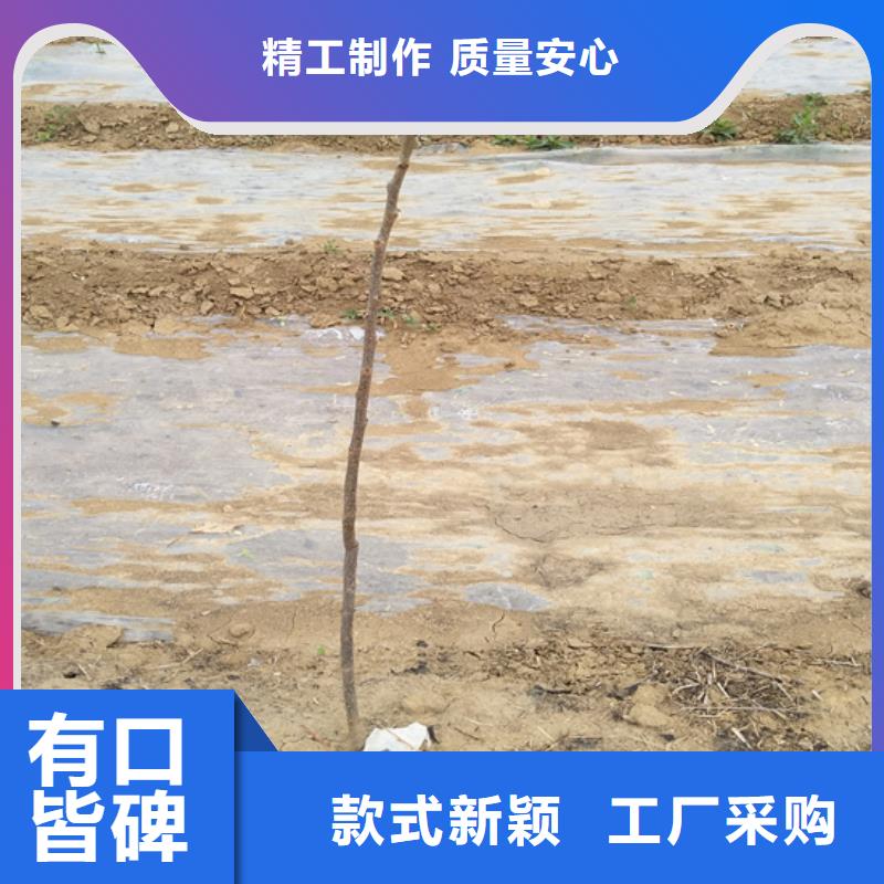碧根果梨树苗诚信厂家
