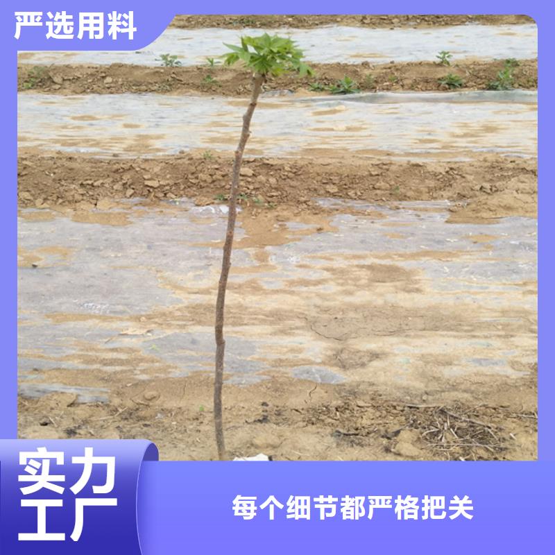 【碧根果】3公分软籽石榴苗一个起售