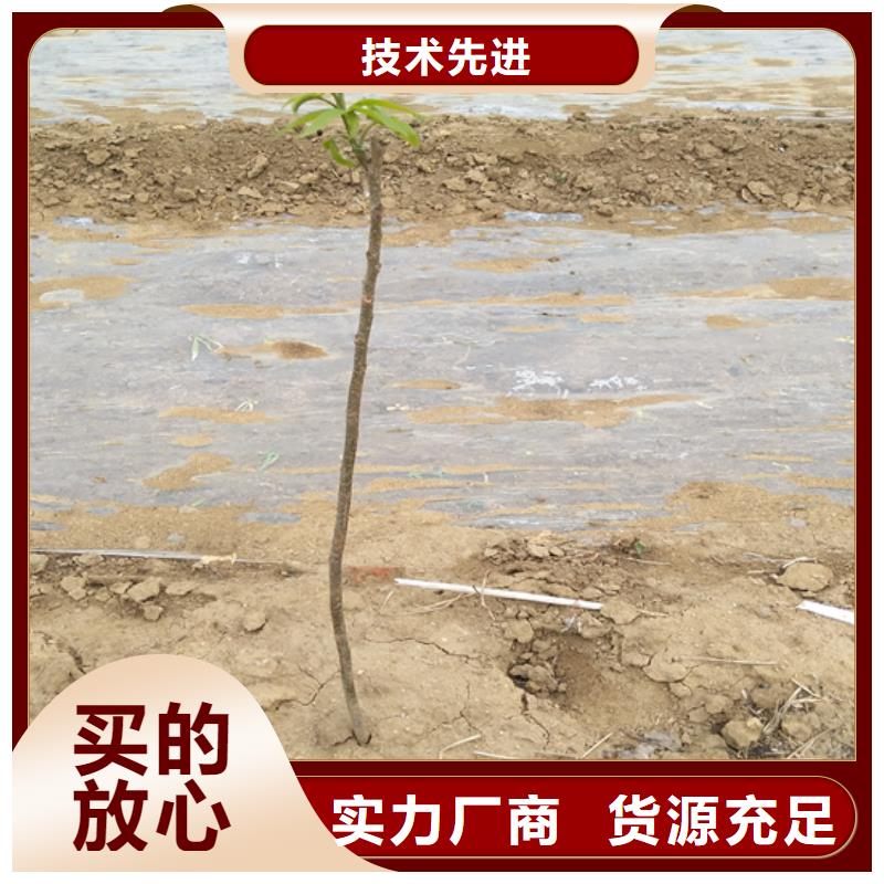 碧根果蓝莓苗型号全价格低