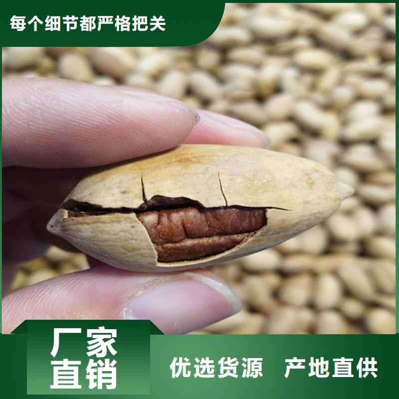 碧根果_【蓝莓苗】现货批发