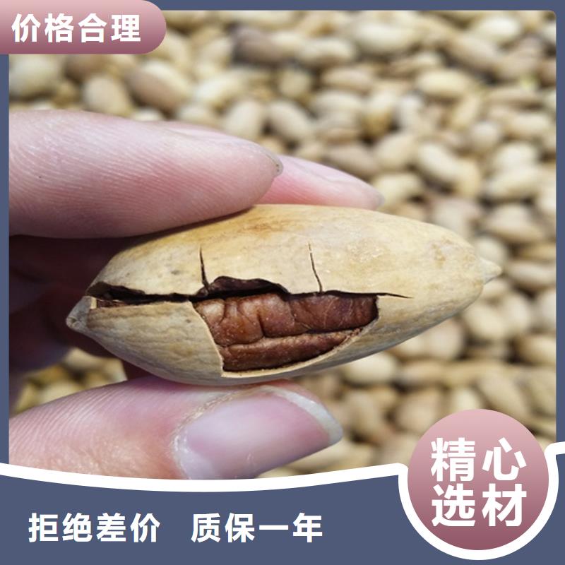 碧根果-桃树苗现货充足量大优惠
