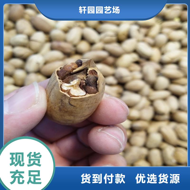 碧根果无花果苗价格实惠工厂直供
