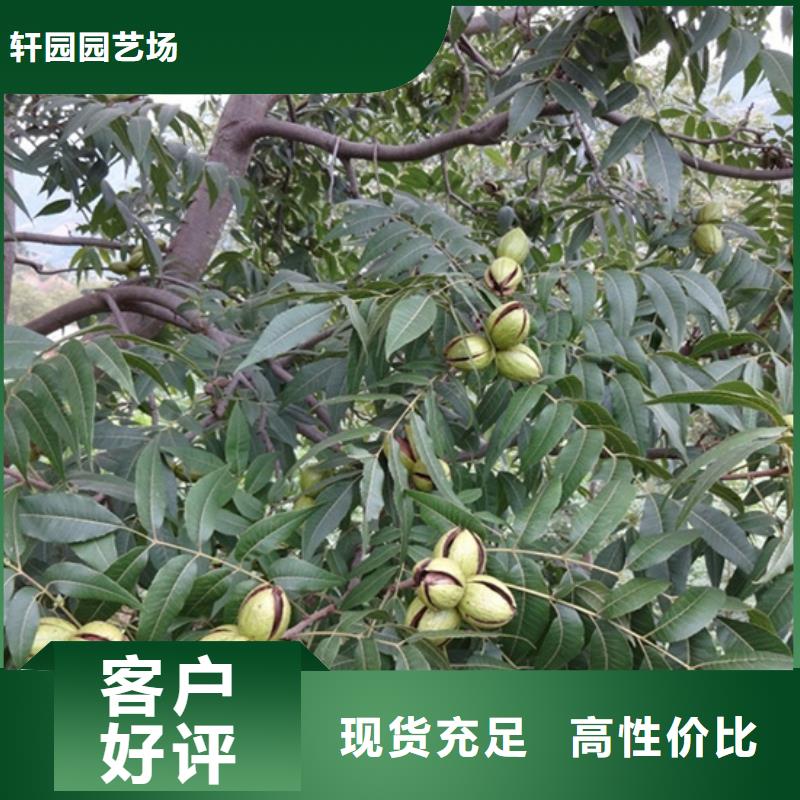 碧根果【苹果苗】一对一为您服务
