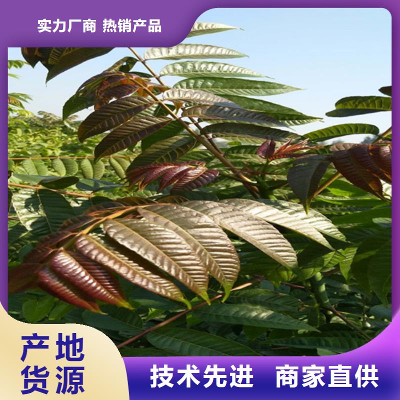 香椿樱桃苗供应商