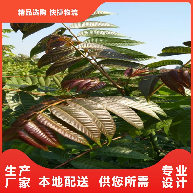 【香椿】-樱桃苗快速发货