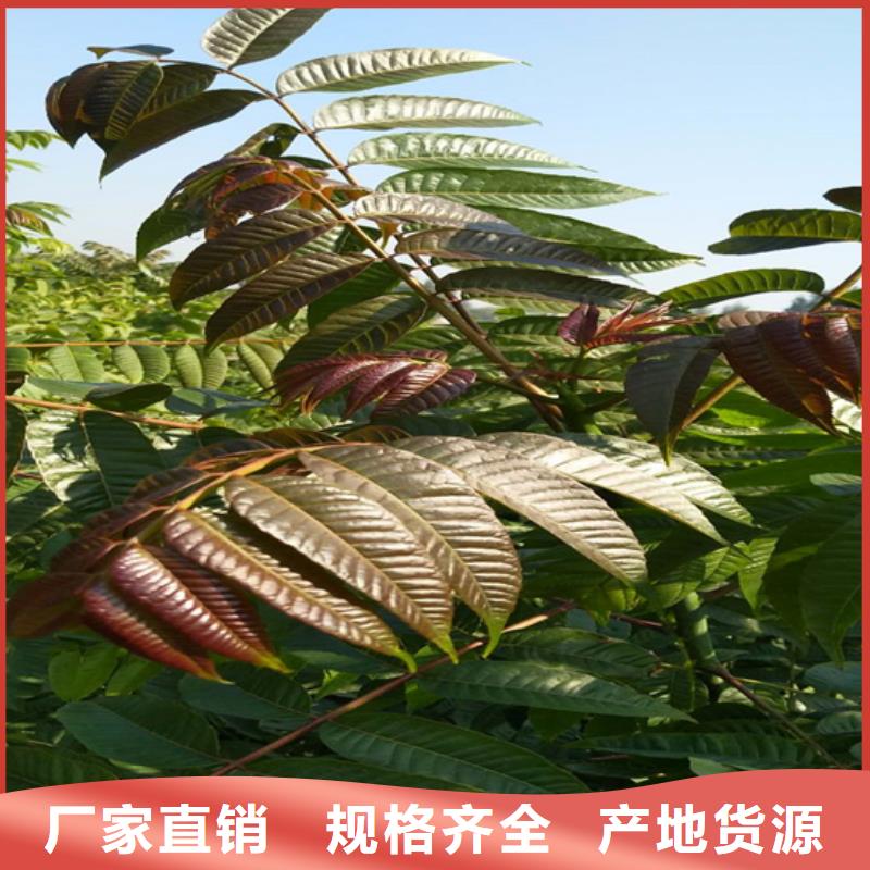香椿3公分石榴苗口碑好实力强