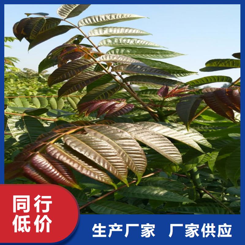 香椿_樱桃苗快速发货