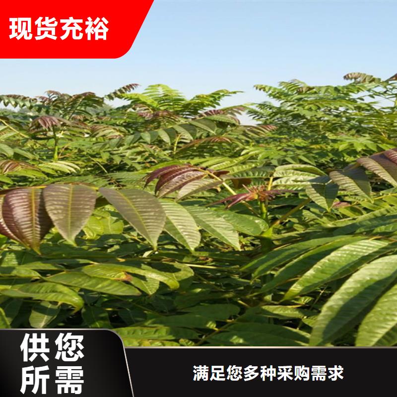 香椿樱桃苗用心制作