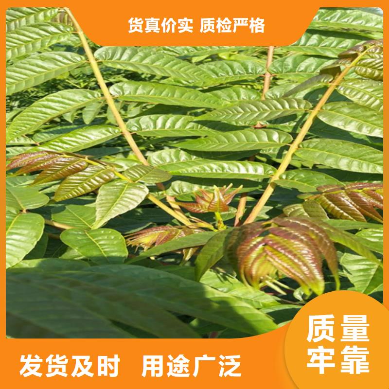 【香椿】樱桃苗同行低价