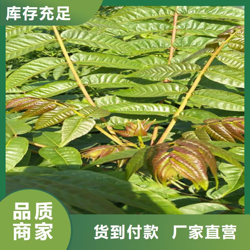香椿西瓜番石榴苗质量不佳尽管来找我