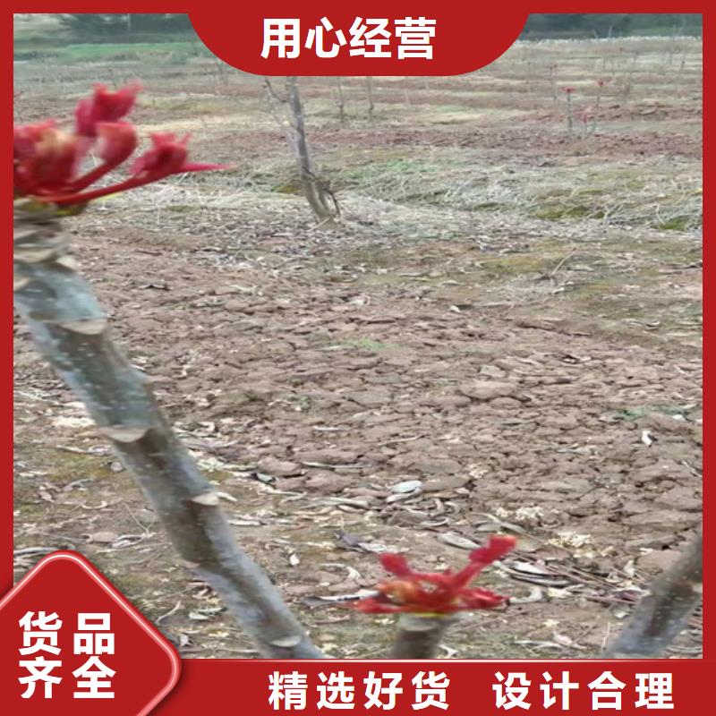 香椿苹果苗品质之选