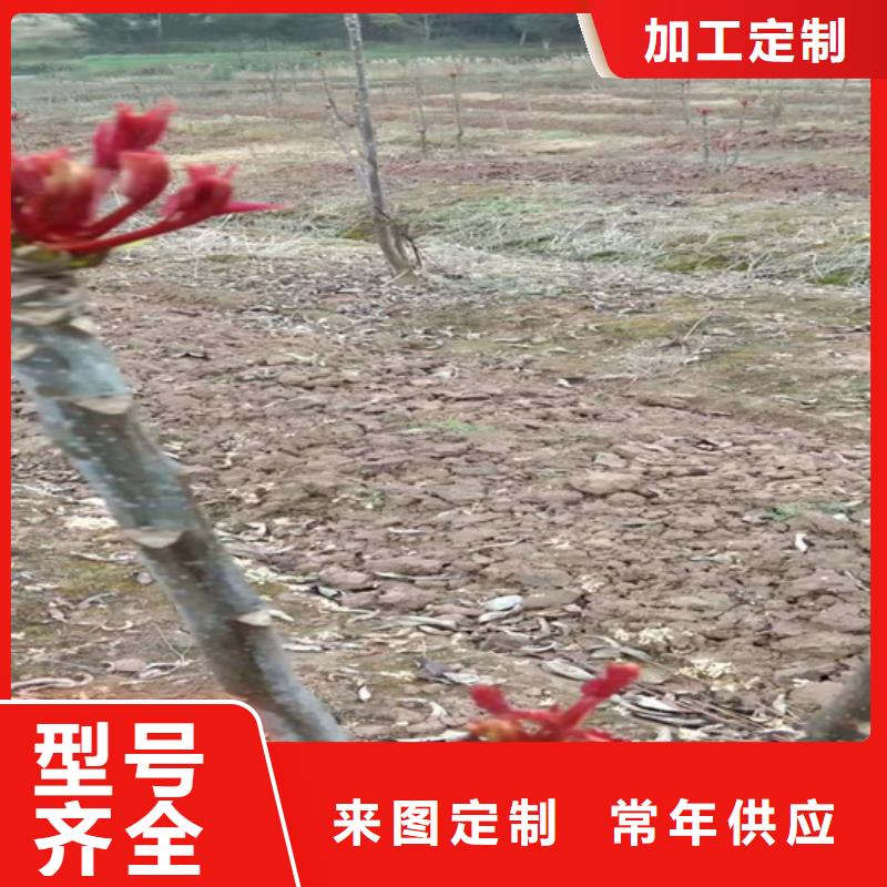 香椿_李树苗安心购