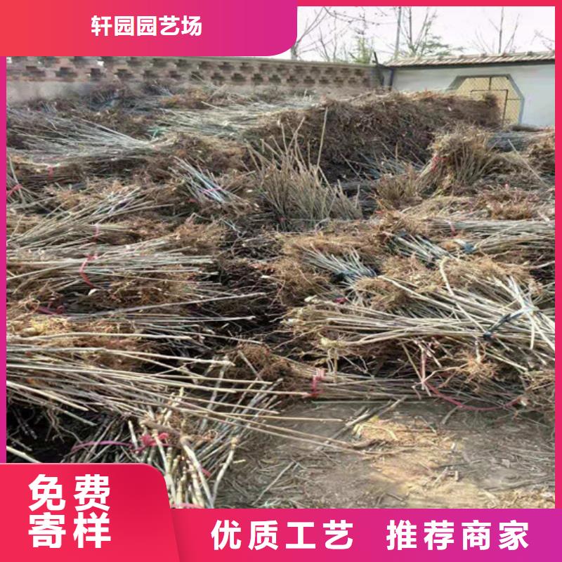 【香椿苹果苗种类多质量好】