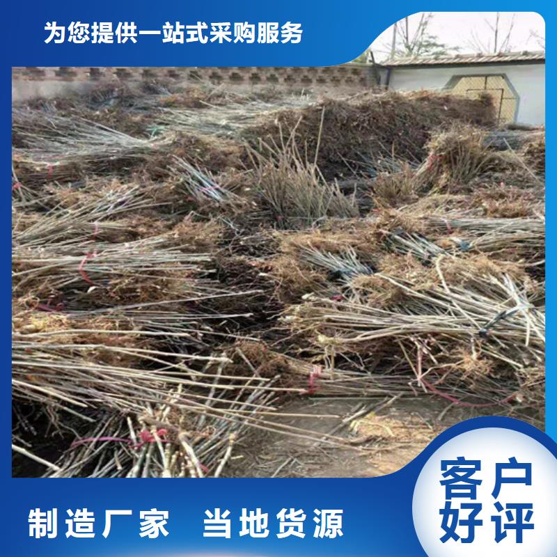 香椿-桃树苗48小时发货