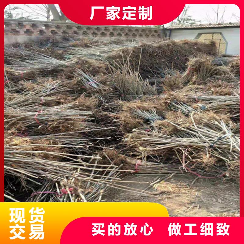 香椿樱桃苗供应商