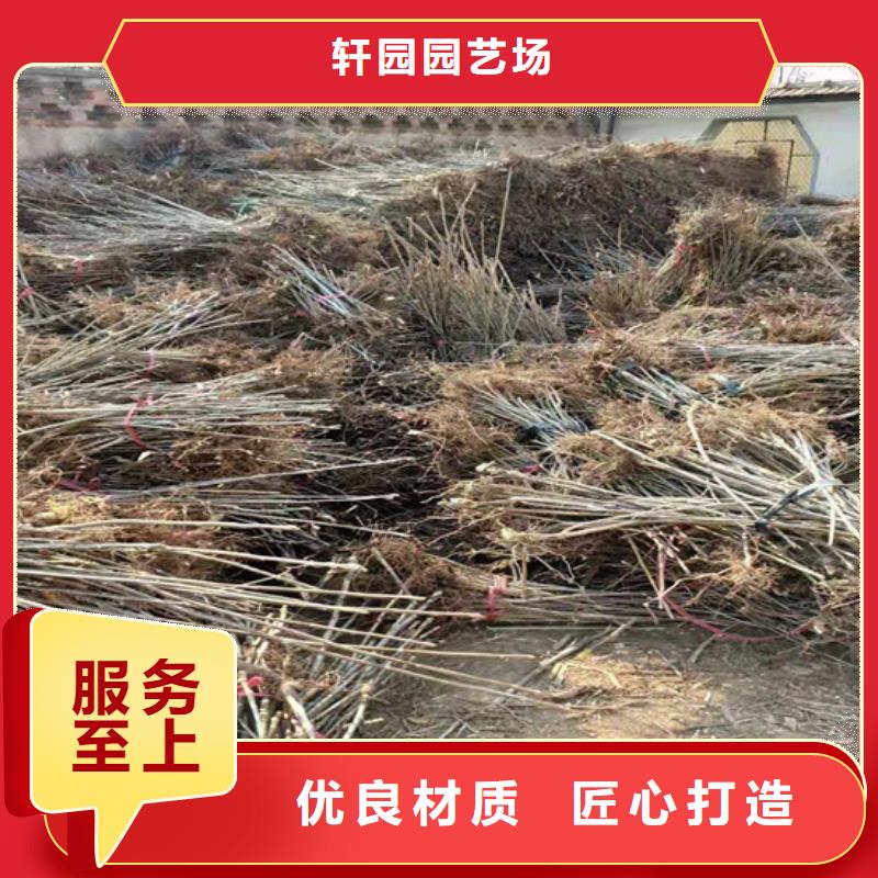 香椿【苹果苗】畅销本地