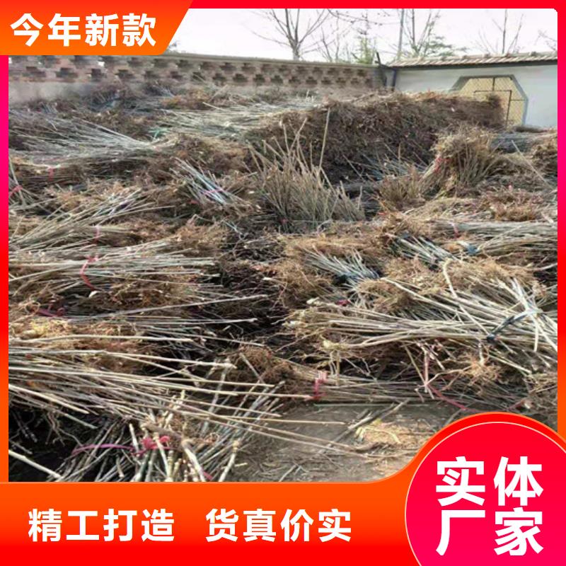 香椿【苹果苗】研发生产销售