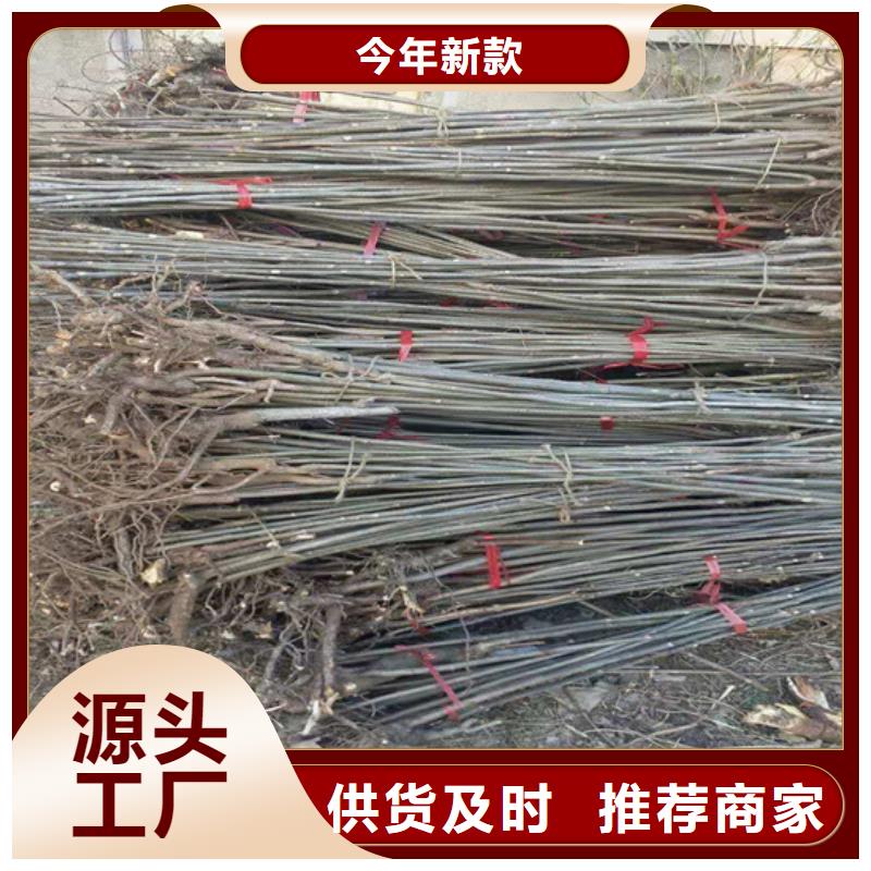 【香椿苹果苗种类多质量好】