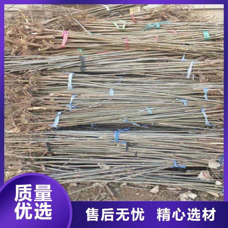 香椿苹果苗用心服务