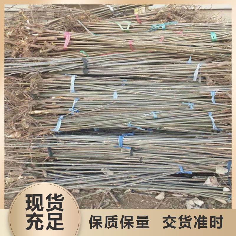 香椿,樱桃苗用好材做好产品
