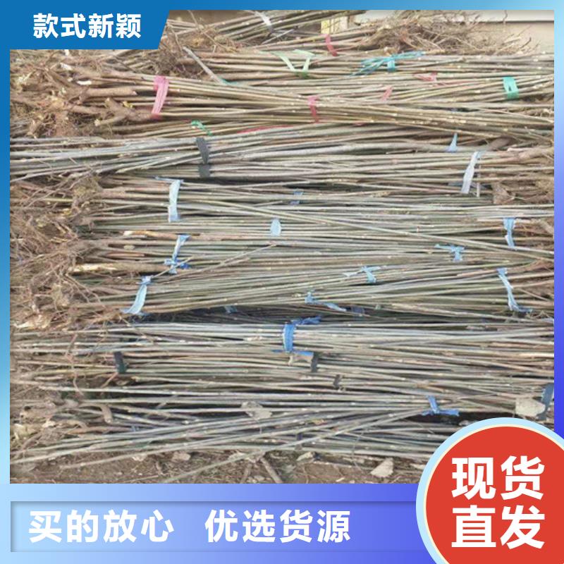 香椿-桃树苗48小时发货