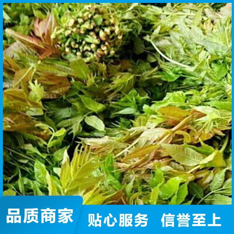 香椿苹果苗品质之选