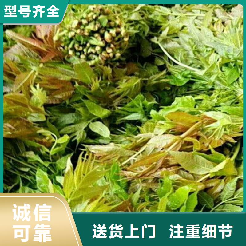 香椿苹果苗专业生产团队